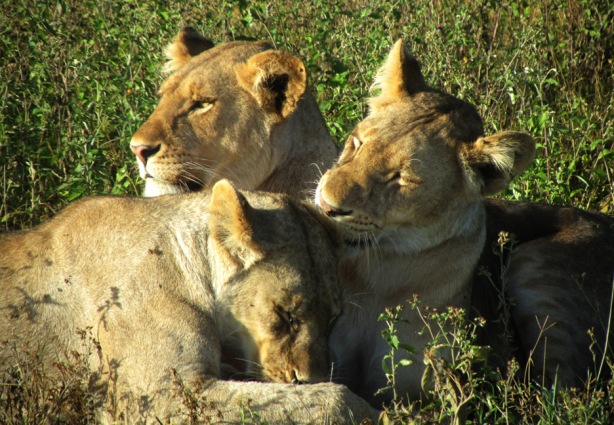 Lioness at Ndutu, Tanzania