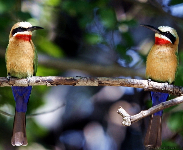 Bee-eater birds captured in Botswana