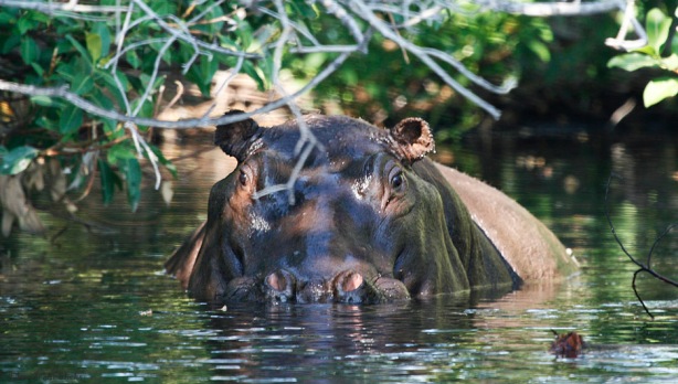 Up close with a hippo in Botswana