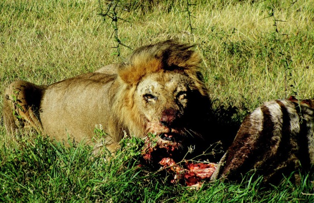 Lion with prey at Ndutu, Tanzania