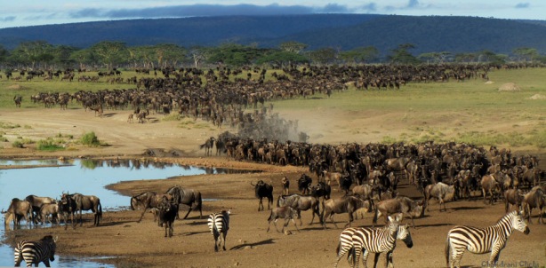 Wildebeest migration at Serengeti, Tanzania 